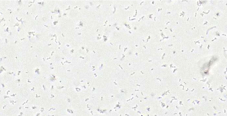 Cocci-Bacteria