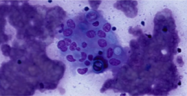 Vetscan FeLV/FIV Rapid Test
