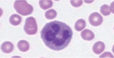 feline-basophil