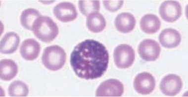 canine-eosinophil