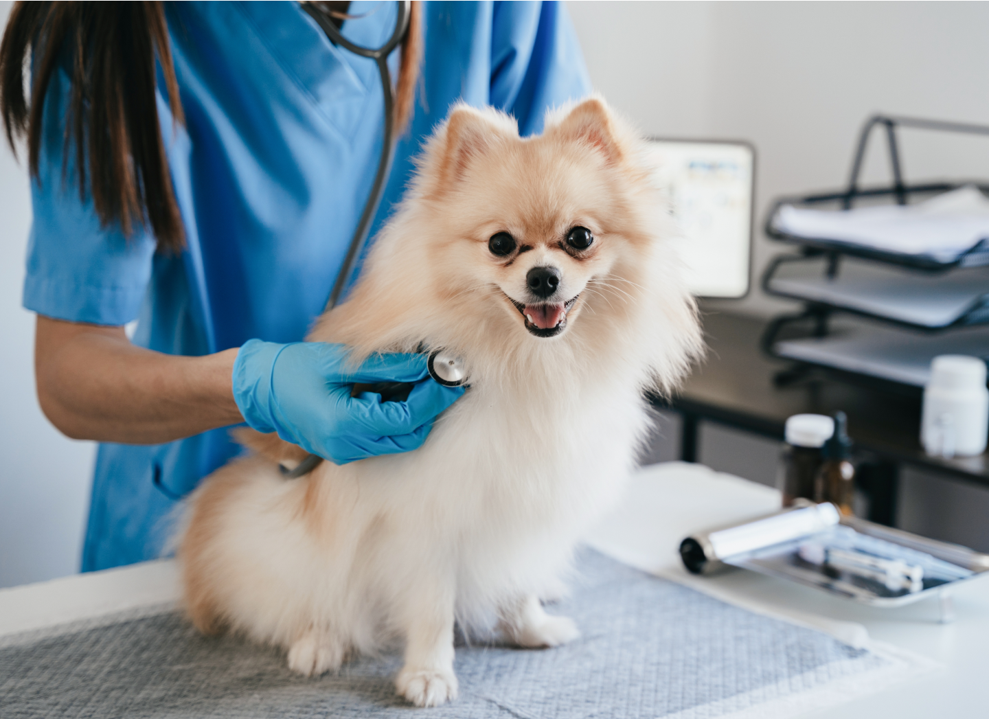 dog-vet-thumbnail