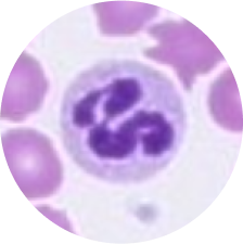 dog-neutrophil